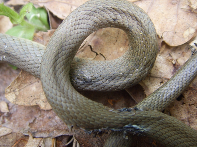 Serpente senza n capo n coda